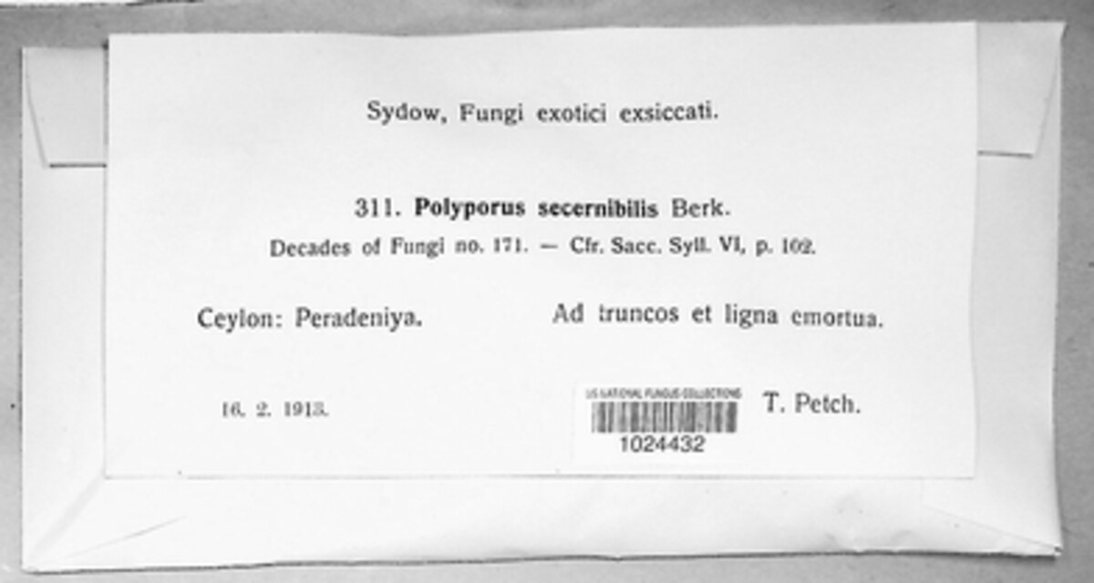 Polyporus secernibilis image
